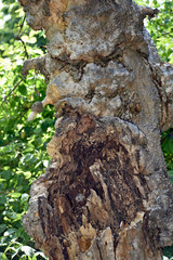 Termite Infested Tree