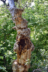 Termite Infested Tree