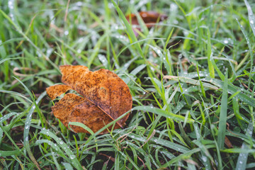 leaf in the grass
