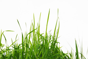 Green long grass isolated on white background