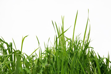 Green long grass isolated on white background