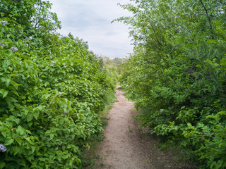 Winding footpath through green forest of deciduous trees