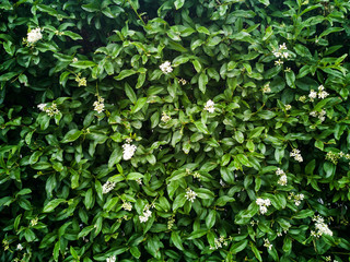 Fototapeta na wymiar Green leaves or bush tree wall background