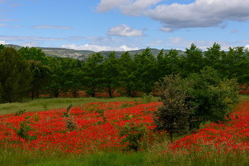 Rote Mohnwiese in der Provence