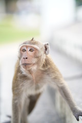 macaque