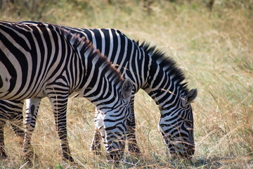 Zebras Grazing in Masai Mara