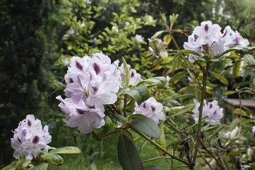 kwiaty rododendrona © aRTI01