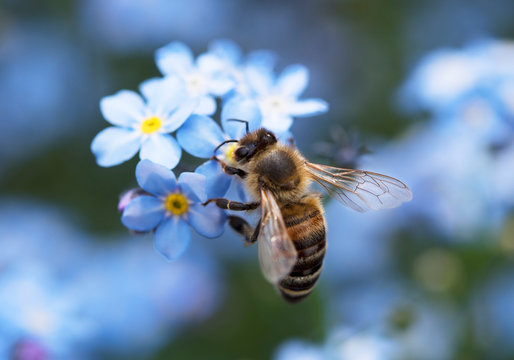 Biene bee Vergissmeinnicht forget-me-nots wildbiene wild bee blue yellow blau gelb garten