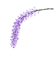 Bunch of sweet white orchid with purple color patterns blooming , nature ornamental rhynchostylis gigantea flowers , green stem branch isolated on white background  clipping path