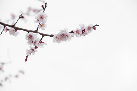 Sakura, Cherry blossom flower with white background in Tokyo, Japan.
