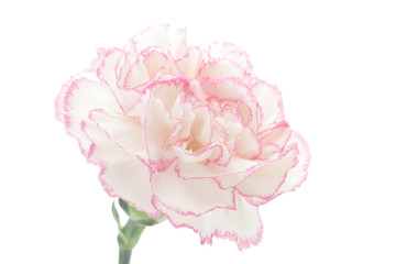 白とピンクのカーネーション