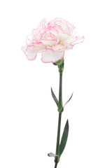 白とピンクのカーネーション