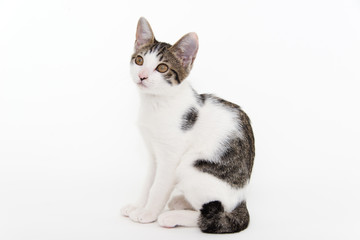 Obraz premium 座ってこちら向く猫