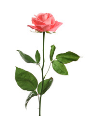 Beautiful blooming pink rose on white background