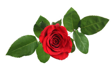 Beautiful blooming red rose on white background, top view