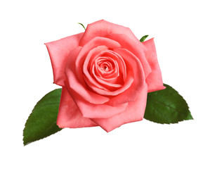 Beautiful blooming pink rose on white background, top view