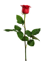 Fototapeta premium Beautiful blooming red rose on white background
