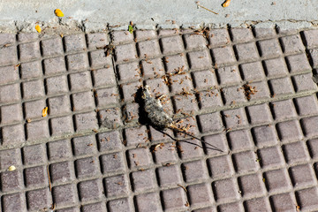 Photo of a dead mouse on a gray ground. Dead rat (Mouse),Sluggish and dead rats pierced with ants eat on the road (Food chain). Dead rat on the asphalt in the neighborhood of people's housing .
