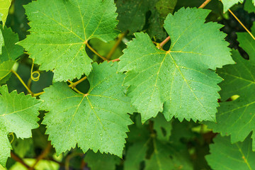Grape leaves in the rainy. Natural background