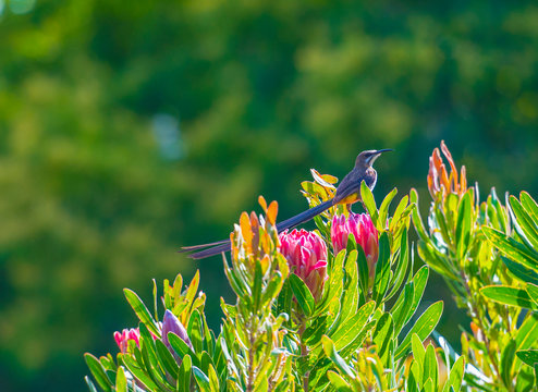 Cape Sugar birds, Promerops cafer , sitting on top of pink Protea cynaroides