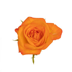 Yellow Rose closeup isolated on white background.