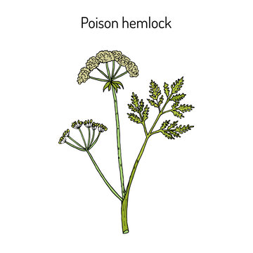 Poison Hemlock Conium Maculatum , Medicinal Plant