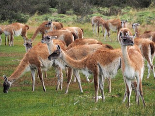 Guanaco