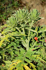 Obraz premium Close-up of Beautiful Artichokes, Globe Artichoke, Nature