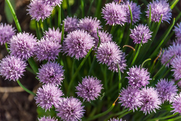 Lavender Colored Flowers in a Garden in Spring