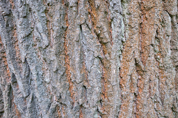 bark of a tree