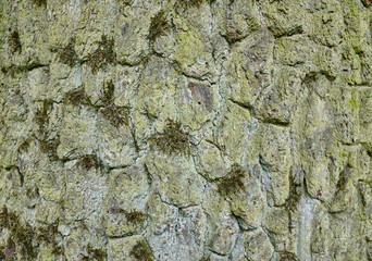 tree bark texture