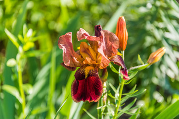 Deep Maroon and Orange Colorful Iris in Springtime