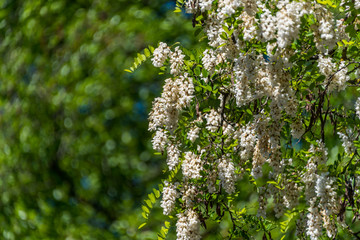 White Blossoms on a Tree in Springtime