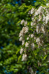 White Blossoms on a Tree in Springtime