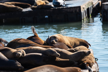 Sea lions sleeping