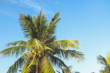 Fototapeta premium Palm Tree at a Beach on a Summer Day