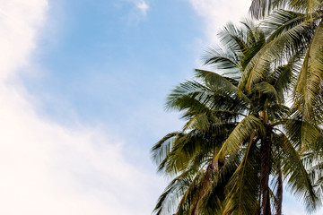Fototapeta na wymiar Palm Tree at a Beach on a Summer Day