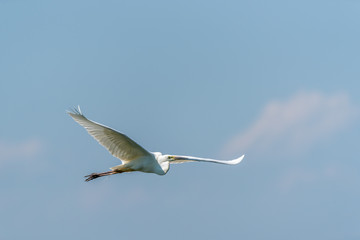 Obraz premium Great White Egret Flying Over a Wetland in Latvia
