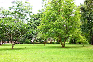 fresh air in park.green area create a good environment in the city for people to have outdoor activities.