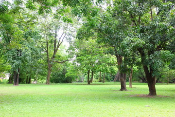 fresh air in park.green area create a good environment in the city for people to have outdoor activities.