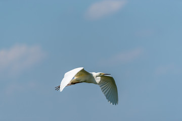 Great White Egret Flying Over a Wetland in Latvia