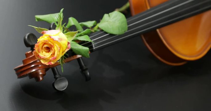 Violino con rosa
