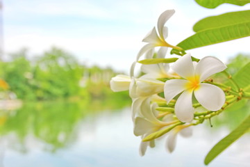 white plumeria with pool and blue sky background.white flower in nature.