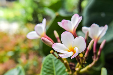 Fototapeta premium Beauty of white plumeria in garden