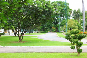 fresh air in park.green area create a good environment in the city for people to have outdoor activities.