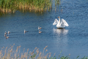 Swan with Babies in a Lake in a Wetland in Latvia