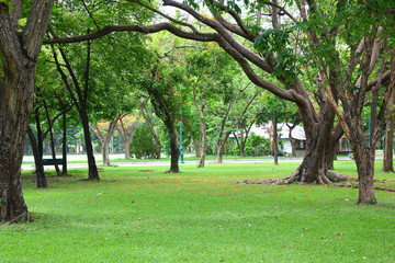 fresh air in park.green area create a good environment in the city for people to have outdoor activities.