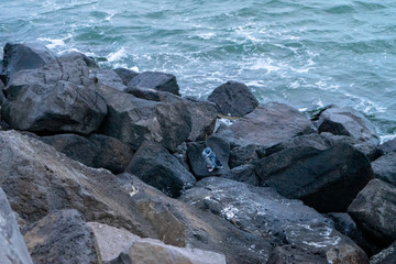Penguin on st. kilda beach pier animal life 