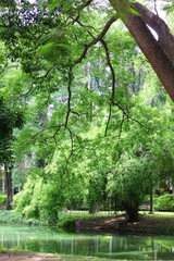 fresh air in park.green area create a good environment in the city for people to have outdoor activities.tree over the pool.