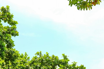 tree with blue sky .